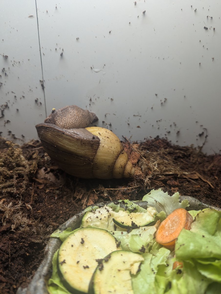 AuCoeurAnimaux's tweet photo. Escargot géant de l'Ouest Africain : localement, ces escargots fournissent une viande de brousse très prisée, à tel point que le prélèvement naturel trop intensif menace certaines populations. L'escargot géant africain, adulte, mesure, en général, environ 12 cm de long mais https://t.co/DskeoAWMGr