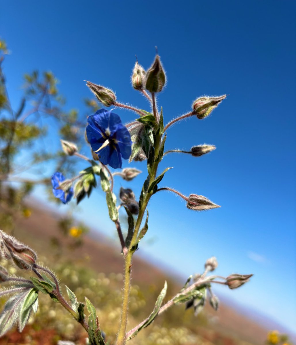 waspwench's tweet photo. Senna, Solanum, &amp; Trichodesma. A pretty (and prickly) #Pilbara platter of #buzzpollination 

#pollination #buzz #anthers #Westernaustralia #flora

@wolfski__ @emily__tudor https://t.co/cW81WWaoWU