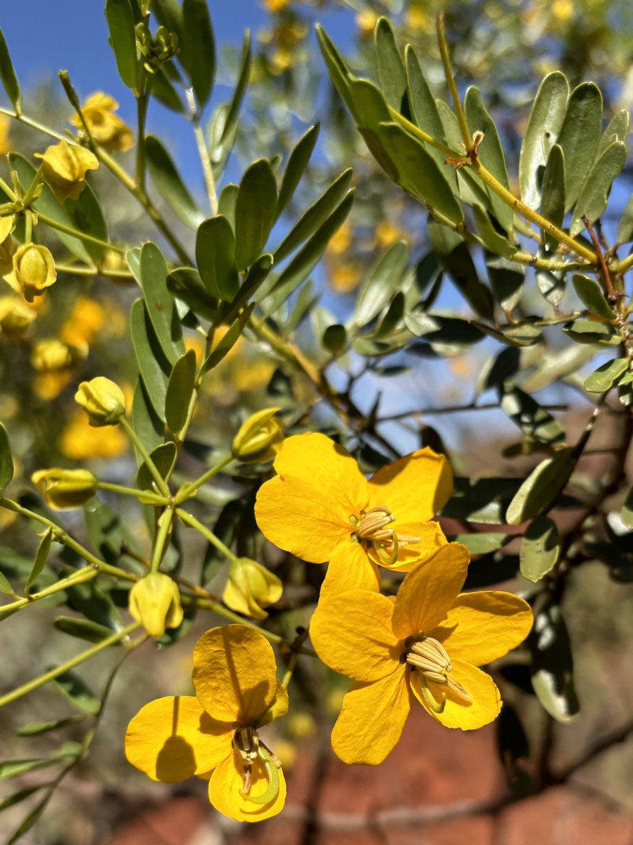 waspwench's tweet photo. Senna, Solanum, &amp; Trichodesma. A pretty (and prickly) #Pilbara platter of #buzzpollination 

#pollination #buzz #anthers #Westernaustralia #flora

@wolfski__ @emily__tudor https://t.co/cW81WWaoWU