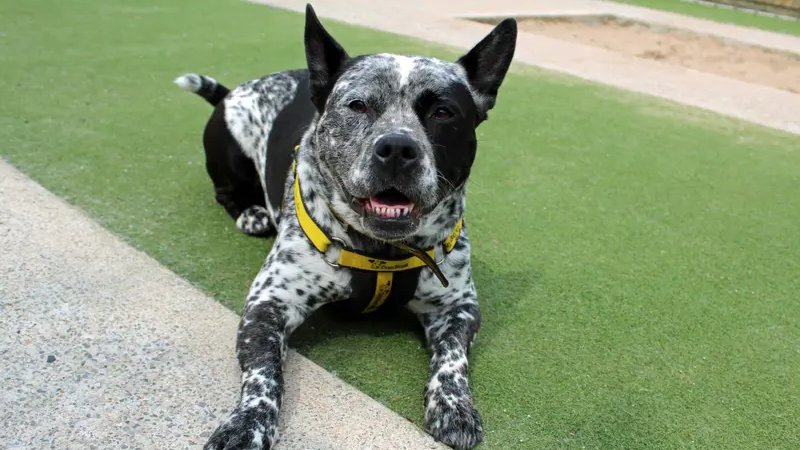 AdoptionsUk's tweet photo. Please retweet to help Layla find a home #DARLINGTON #COUNTYDURHAM #UK 
AVAILABLE FOR ADOPTION, REGISTERED BRITISH CHARITY, DOGS TRUST✅
Details or apply for Layla here👇
https://t.co/G04uMSsXOX
Australian Cattle dog cross aged 5-7, medium sized.
'Layla is a lovely girl who has a sensitive side and will need to have a slow approach to making friends and building relationships. 
Once she has built a bond with you, she has such a sweet affectionate side. She will need a quiet adult only home that will allow her to settle in at her own pace. 
Layla will need to be the only pooch in her forever home but can be kept social while she is out on her walks. 
Once settled into her home Layla should be ok to be left for a little while. Adopters will need to visit Layla a few times before going into the process of home visits to help with Layla's transition into her home.'- Dogs Trust 
VIDEO OF LAYLA HERE 🐶📽️👇
https://t.co/HUyk0MmFiz

#dogs #dog #Durham #AustralianCattleDog #Saturday #adoptdontshop #pets #animals @DogsTrust @DT_Darlington