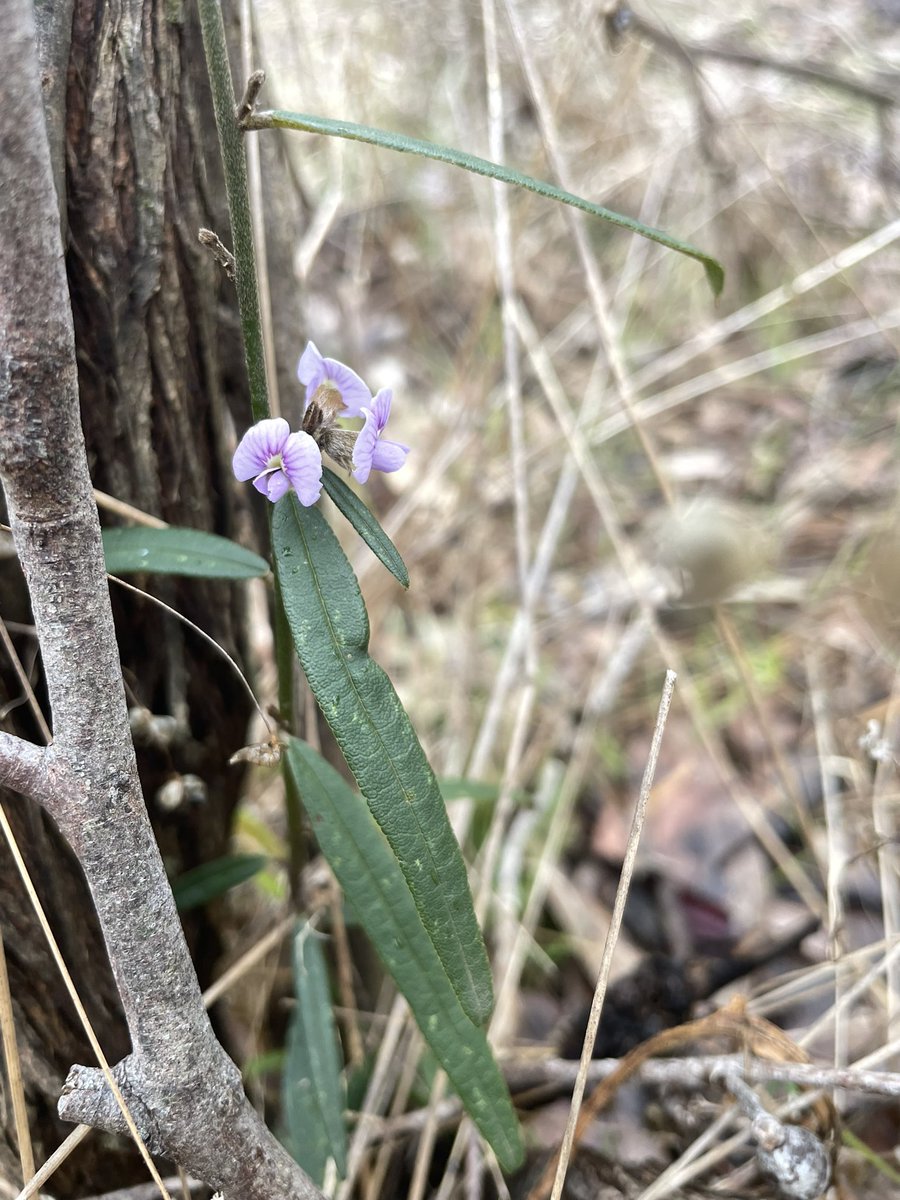 Tanya Loos tweet media