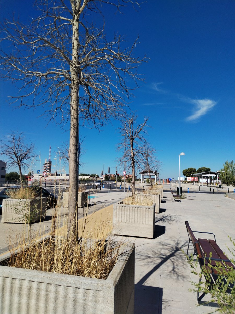 Hace tres meses que se plantaron y NADIE lo ha regado ni cuidado¿Es de nuestro dinero? 😡😡