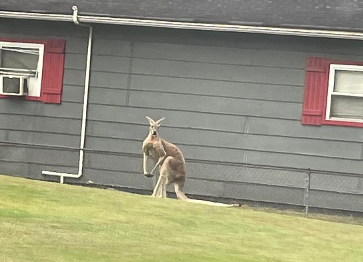 Loren Coleman tweet media