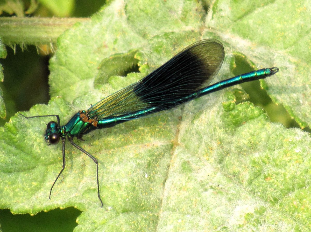 A cracking male Banded Demoiselle at Higham Gobion, Beds. this morning.
#wildlifephotography  #dragonflies
@britishdragonflies
#TwitterNaturePhotography