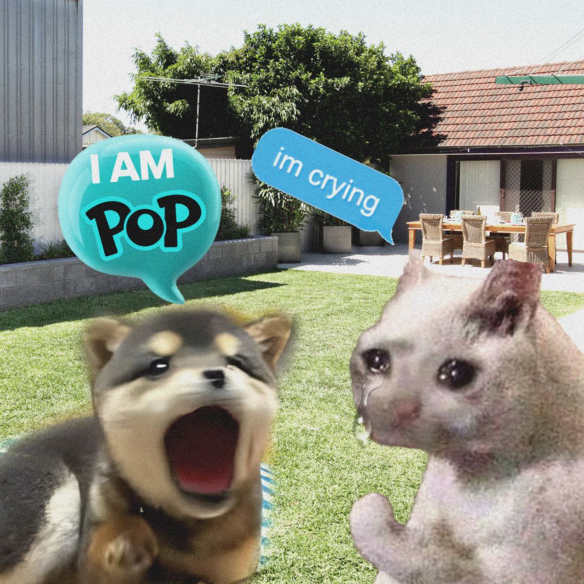 $CRYING might not be #POPFAM, but they are fam 💯
 #POPDOG fully supports the great work they are doing, and after seeing the cats saved already, we are $CRYING 😿

It's only just the beginning for both projects
BIG things ahead...

Something is coming 👀 💥🐕