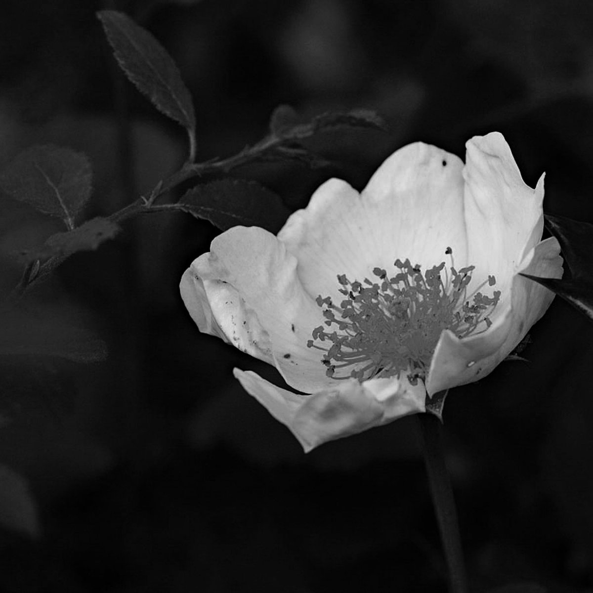 ScPhotogallery's tweet photo. The Art of Black &amp; White Challenge.
I entered these pictures and got to Premier Level. 
#photography #GuruShots #blackandwhitephotography #labrador #alpaca https://t.co/YVH1y9cv0w