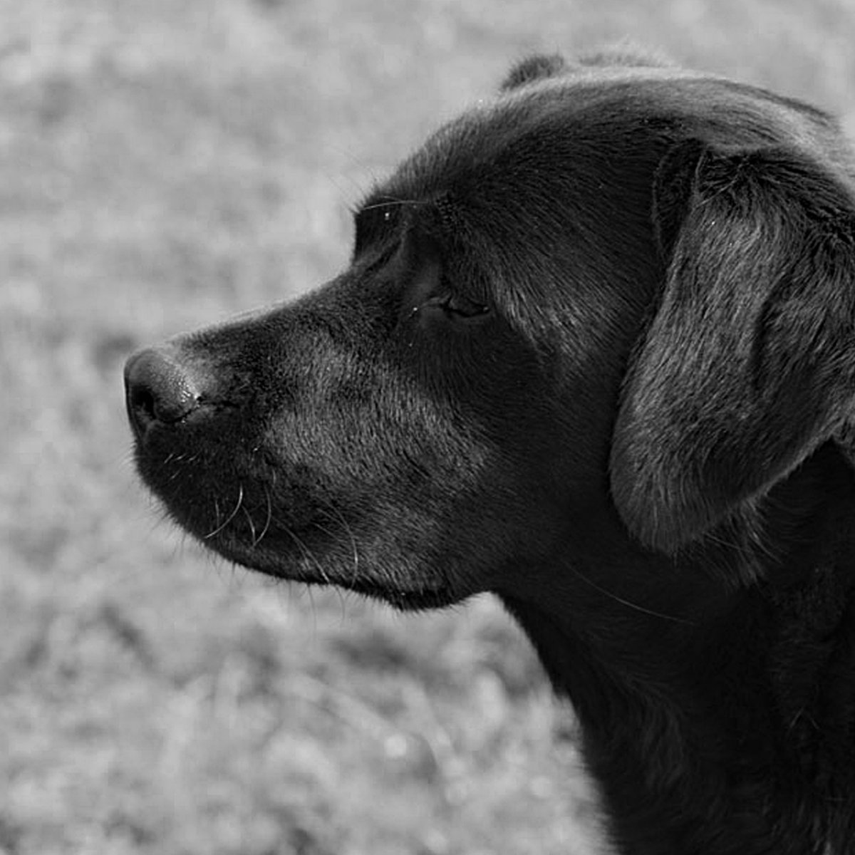 ScPhotogallery's tweet photo. The Art of Black &amp; White Challenge.
I entered these pictures and got to Premier Level. 
#photography #GuruShots #blackandwhitephotography #labrador #alpaca https://t.co/YVH1y9cv0w