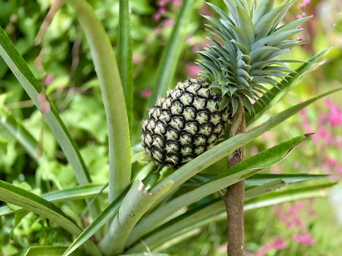 ใครใช้ Samsung บ้าง ใช้ AI ตัดรูปไม้ค้ำสับปะรดออกให้หน่อย ขอบคุณครับ