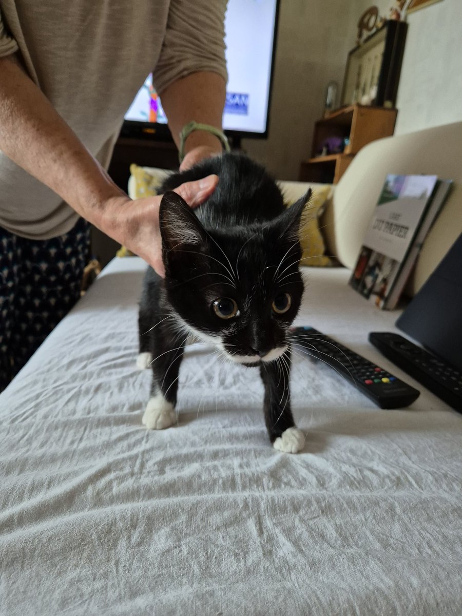 Joemakeaparty's tweet photo. Chaton sevré disponible à l’adoption, rapidement 
#Tours https://t.co/mjY7jwJQXh