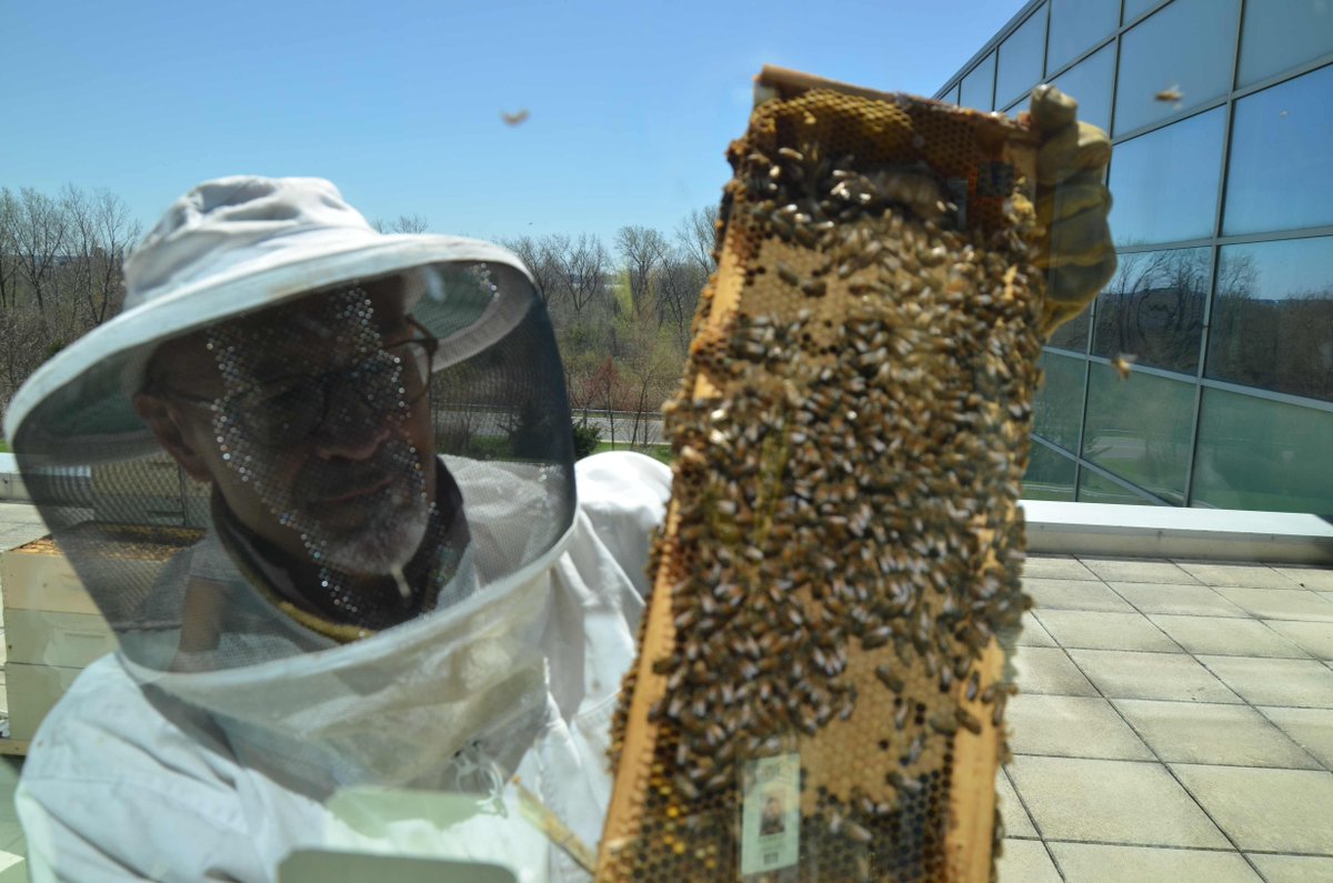 LSCAfterDark's tweet photo. 🍻 Cheers to LSC's bees on #WorldHoneyBeeDay! 🐝
Along with our friends at @DepartedSoles these are the hard-working little guys that make our Big Buzz beer possible! Catch them every Thursday night at #LSCAfterDark 🍯 https://t.co/MTykXlGPKp