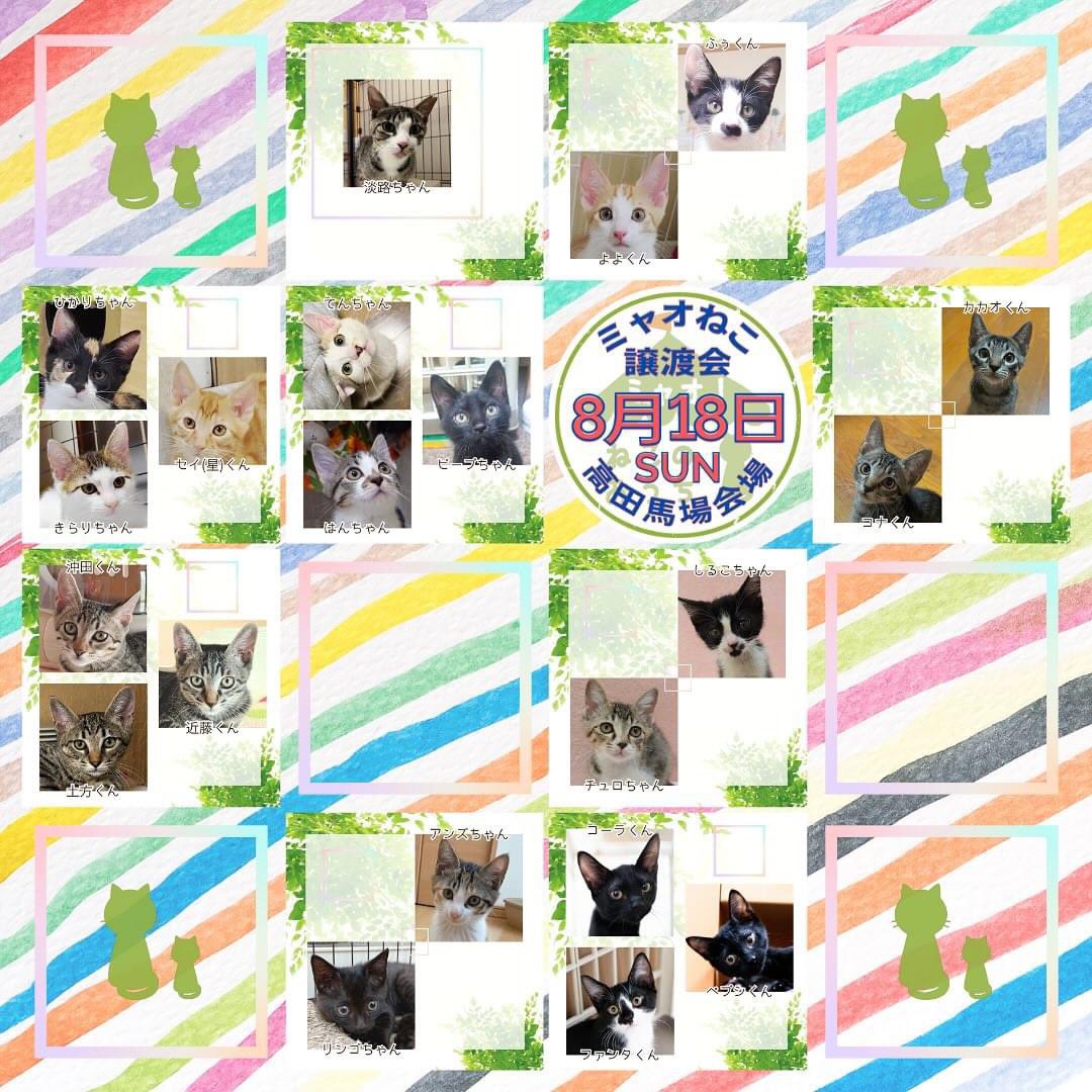 myaoneko55's tweet photo. #ミャオねこ #保護猫譲渡会
明日12時よりスタートฅ^•ω•^ฅ
21ニャンが参加予定です
2024年8月18日(日)
#高田馬場 #BABABASE
JR高田馬場駅より徒歩8分🚶♀️
12:00〜16:00 (最終受付15:30)
ホームページ👇
https://t.co/Pi5ZqcYEt7
#保護猫を家族に #拡散希望 https://t.co/Tr4HrQiK8I