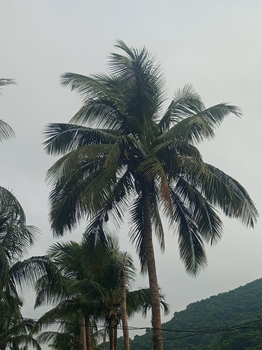 Pramodini00's tweet photo. ଦୀର୍ଘ ଦିନ ପରେ ଦେଖିଲି 🥰😊

#ବାଇଚଢେଇ_ବସା https://t.co/MOD9EZ5rVQ