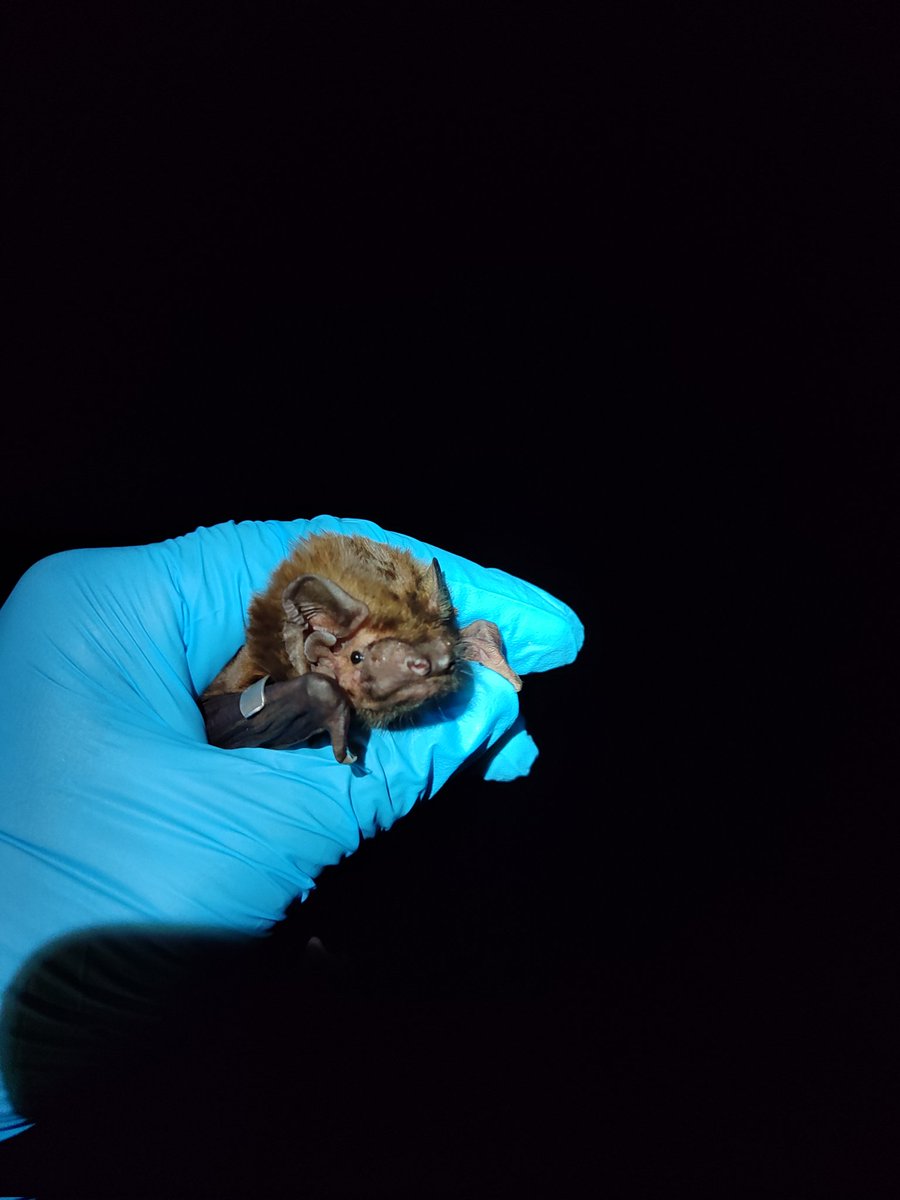 jsc_bio's tweet photo. Handling a Nyctalus lasiopterus again at home is awesome. 
In Southern Salamanca , we found some of the most important forest bat populations in Iberia.

#bats #monitoring #Salamanca https://t.co/1qoLds4z2w