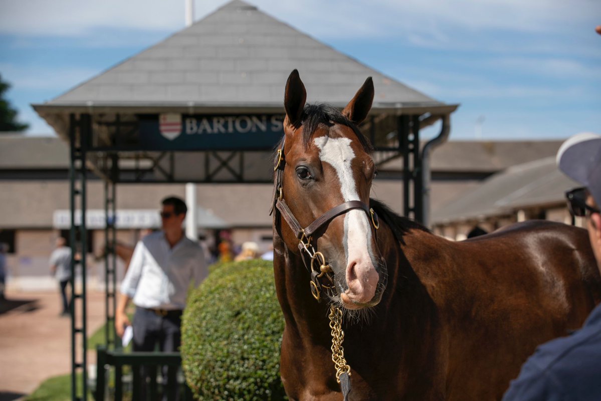 SaracenTB's tweet photo. @BartonStud1 @InfoArqana @AgaKhanStuds @laurainaldreth 🇫🇷 France-based trainer Hiroo Shimizu and @ASM_Bloodstock signed the docket for @BartonStud1's other lot at the sale: Lot 82, a colt by @WhitsburyManor's HAVANA GREY out of Excelebration mare BUBBLY.

He changed hands for €105,000.

📸 @laurainaldreth https://t.co/knTFSKn4QW