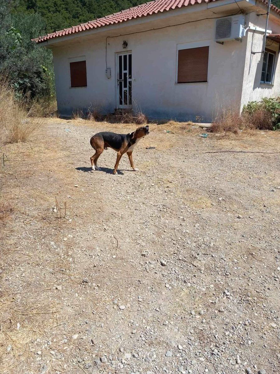 Christinalirou2's tweet photo. Ένα σπίτι έκλεισε για πάντα. Πέθανε ο κηδεμόνας του κ ο σκυλακος εκεί δίπλα του για 5 ημέρες χωρίς νερό τροφή να κλαίει για τον άνθρωπο του. Αναλαμβάνουμε όλα τα έξοδα του. Θα βρεθεί οικογένεια να τον φροντίσει? Τηλ επικοινωνίας 6944456450 Ηγουμενίτσα ‼️🆘‼️🆘‼️🆘‼️🆘‼️🏠🐕 https://t.co/BIjKqp5DcS