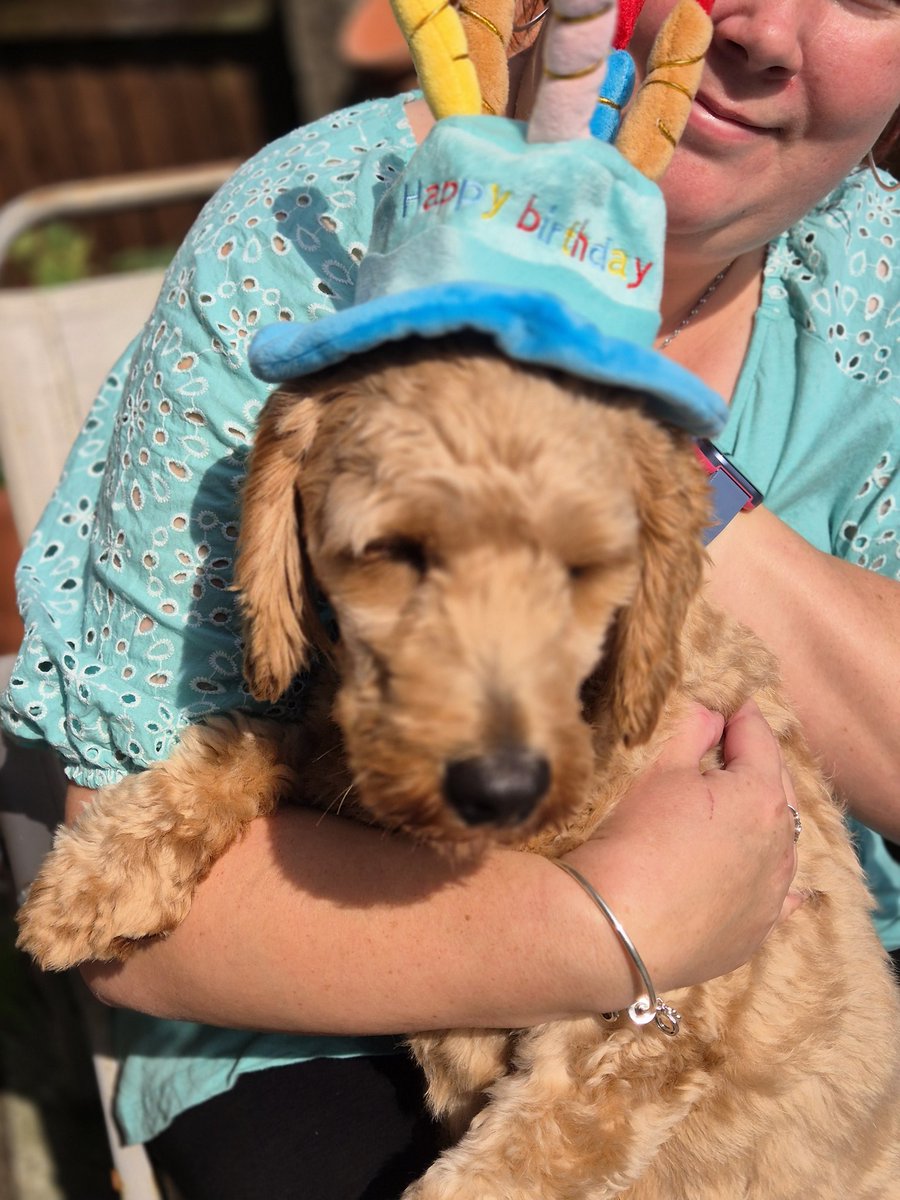 ms_bex87's tweet photo. Happy 1st birthday to our little Frankie doodle https://t.co/D8pFojgeYf