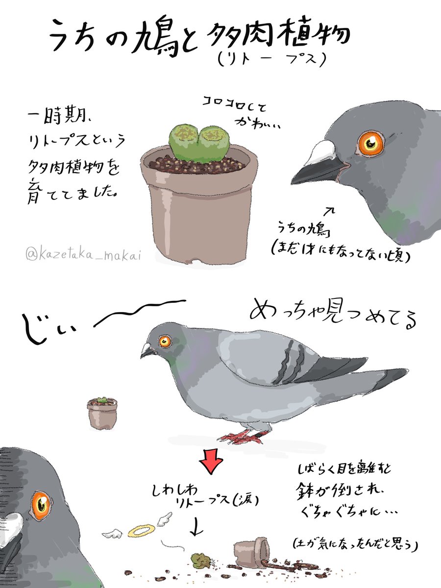 新発売 新商品 風鷹(かぜたか)  X: on 邦楽