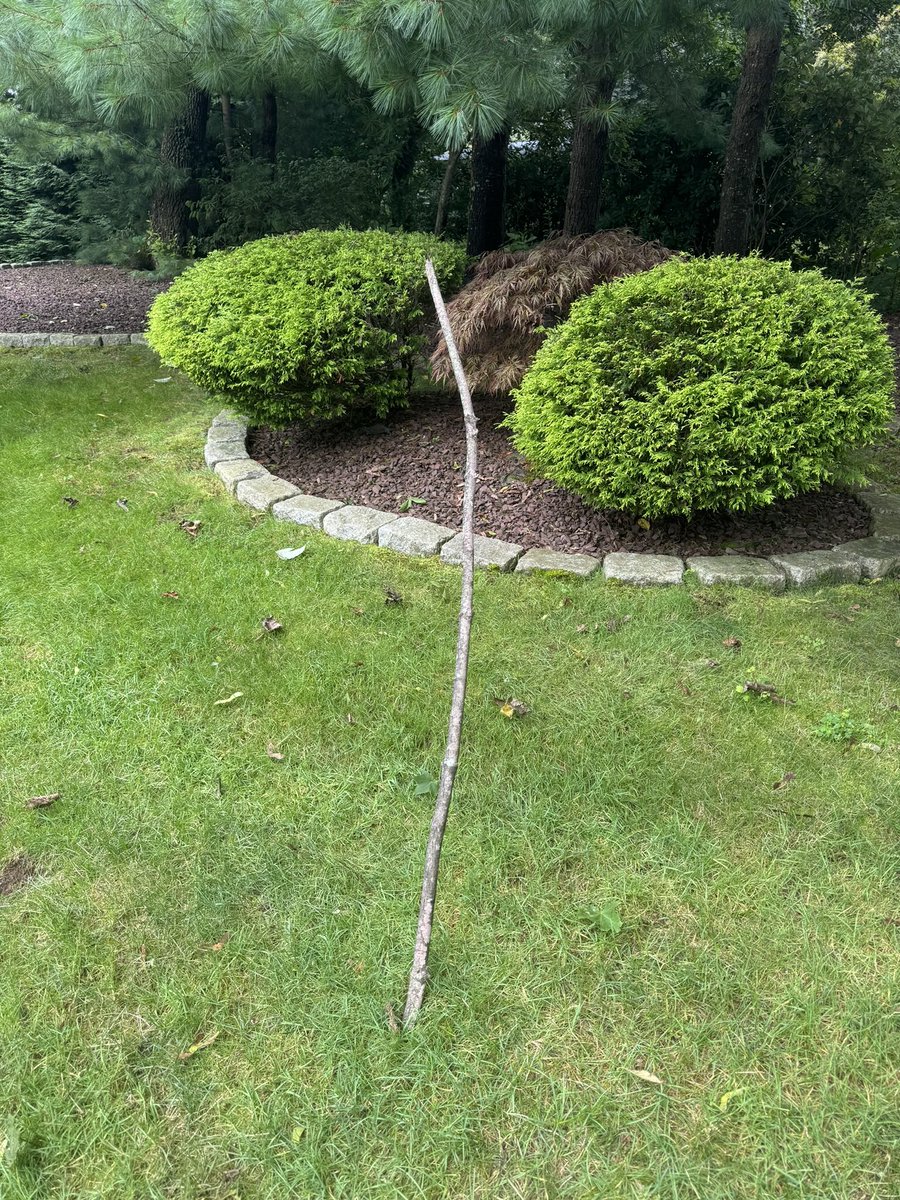 roxannriskin's tweet photo. Stick around.
Naturally delivered straight into my lawn from recent TS/hurricane Debby.
#stickaround https://t.co/w2mBXj9UIm