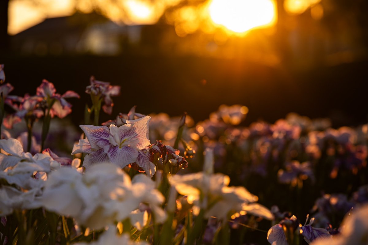 mcpork7's tweet photo. 夕日と花しょうぶ

Camera: Nikon Zf
Adapter:FTZⅡ
Lens: TAMRON SP 70-200mm F/2.8 

#NikonZf 
#Nikon
#ニコン
#碧南市 https://t.co/xr51EyGNJv