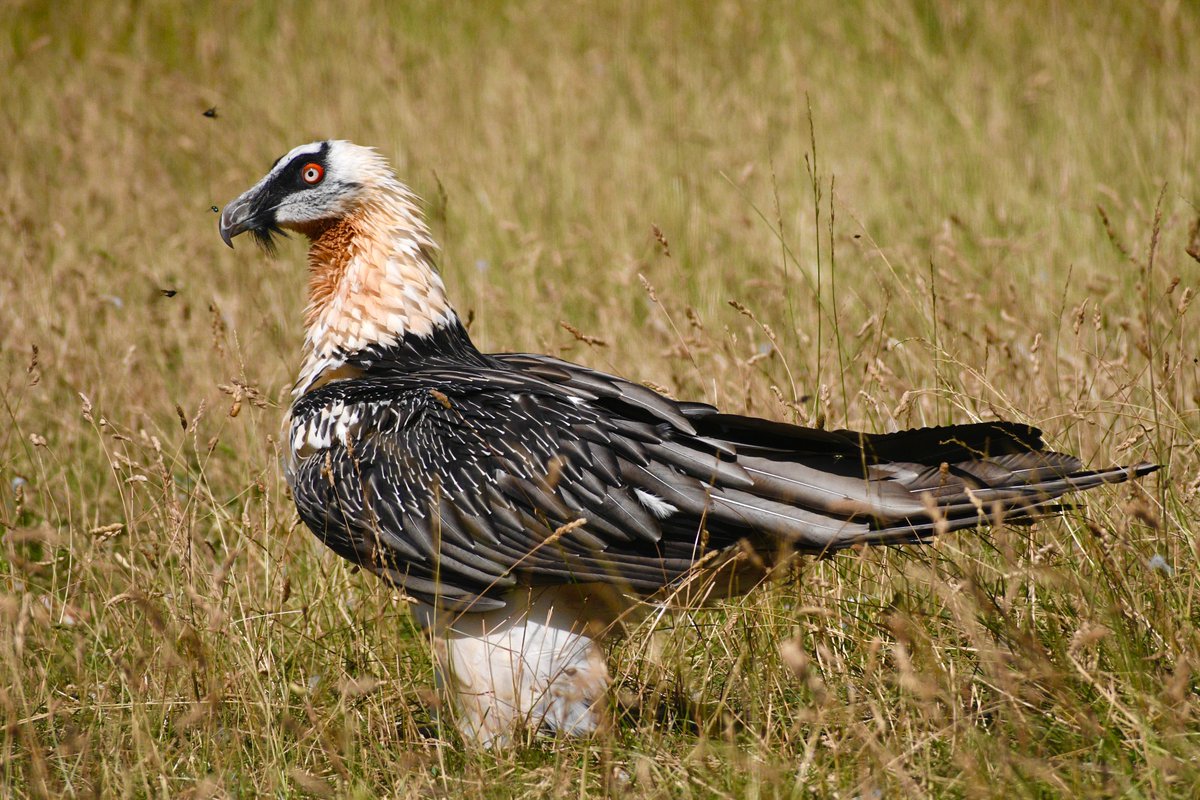 WillBrooks16's tweet photo. On a recent trip to Spain I had the opportunity to go to my first vulture restaurant (a restaurant for vultures, not people). Buseu has a great setup with four vulture species including one of the coolest, the Bearded Vulture. I highly recommend! https://t.co/uqcUdxgqrb https://t.co/FuZZAxdVN1