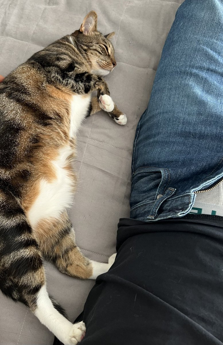 В ближайшую неделю я кэтситтер, не ищите меня