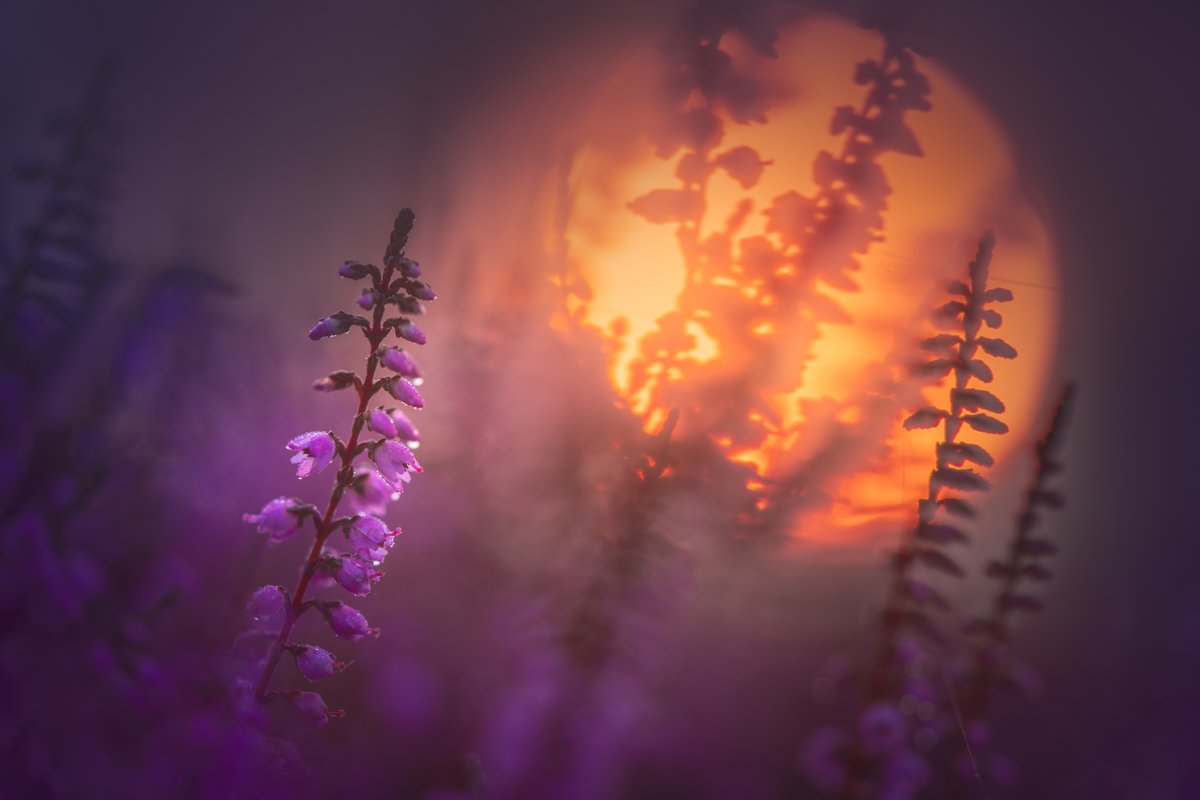 albertdrosphoto's tweet photo. The Heather in the Netherlands is currently at its peak and its exceptionally colourful this year. Here are some impressions from the last few days. https://t.co/RZGltCoigi