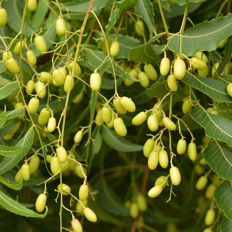 SAFO NYAME HERBAL THERAPEUTICS tweet media