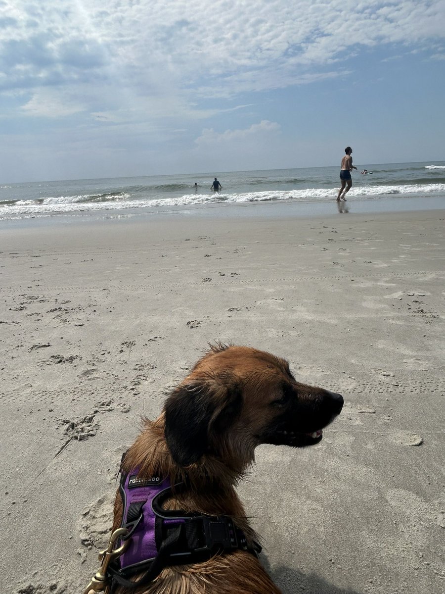 JessicaHonig's tweet photo. summer dance: think less, immerse more.
#mindfulness #summer #Health 
#dog #rescuedogs https://t.co/lFitULL7zh