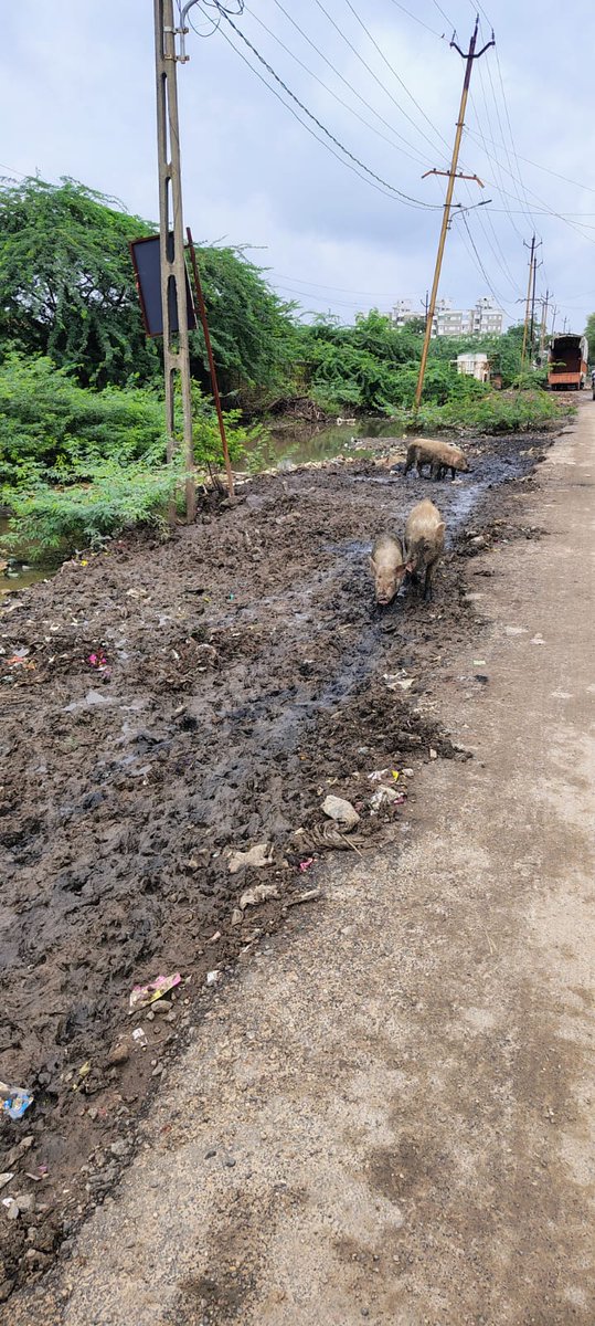 ashubiet07's tweet photo. @VMCVadodara Tarsali vadadala road near dhaniyavi choukadi. No response from VMC official.
#VMCVadodara #VMC #Vadodara #SmartVadodara #DigitalVadodara #greenvadodara #cleanvadodara #AzadiKaAmritMahotsav #cmo #pmo https://t.co/altiqDenPs