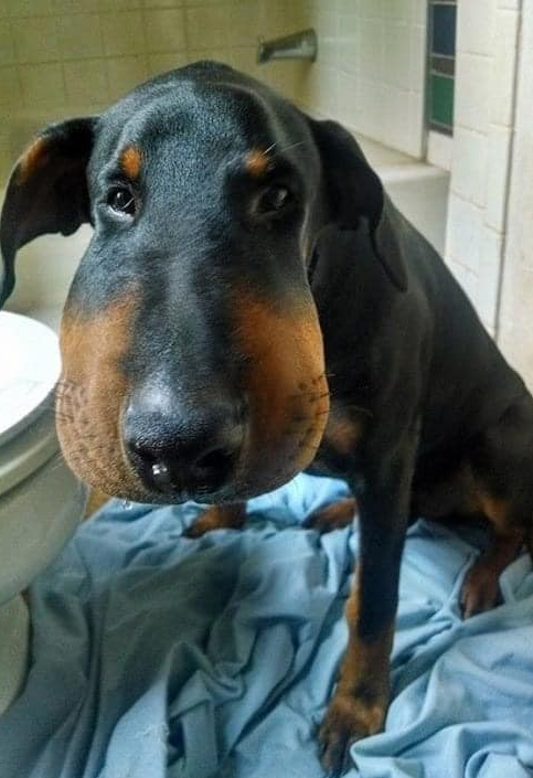 Hi 🖐 I've been waiting all day but nobody even said hello to me... I'm so sad.. 🥺💝