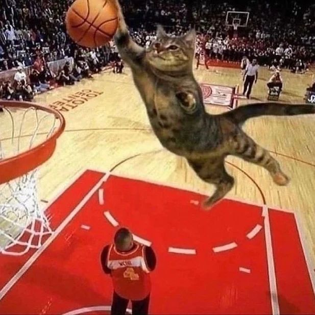 Punch Cat (@punchingcat) on Twitter photo 