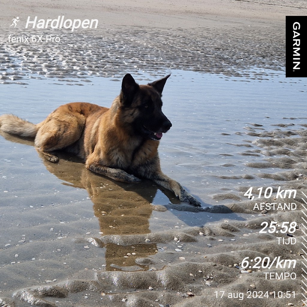 RunningAbove50's tweet image. Rennen met de hond op het strand met veel onderbrekingen. Hondje blij #garmin #beatYourself #fit50to65