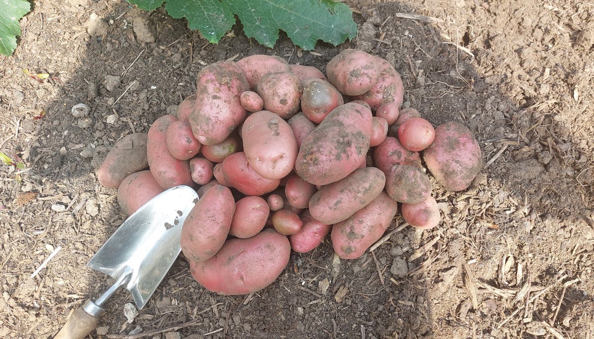 When does the joy of home grown produce cease?  This is our second crop of potatoes and the first of this variety.  More planted so that we should have some for Christmas 😋 #GoodNewsSaturday