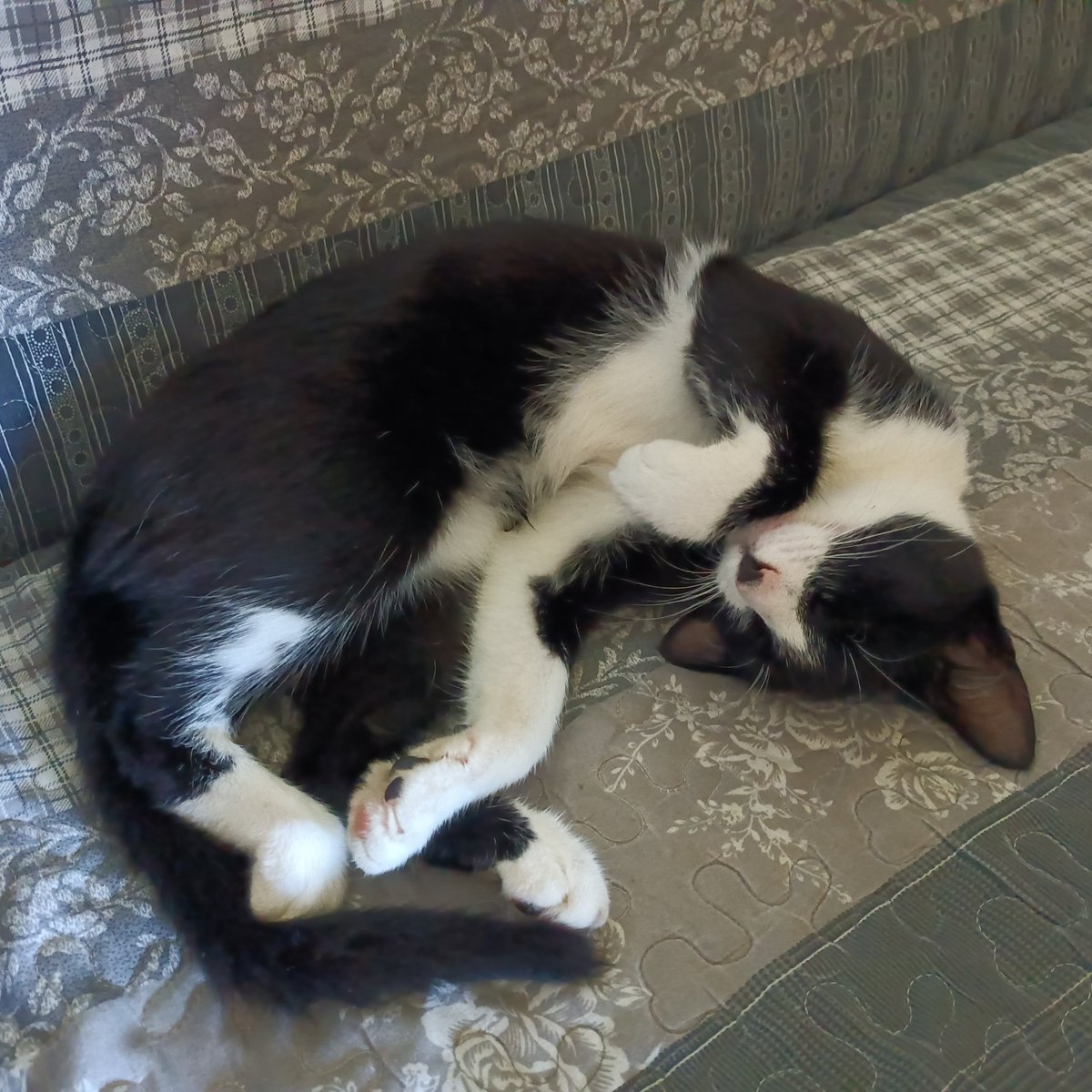 🙂: Oh, look! Pipsi is napping in the same position as the other day.
😼: What same position!? Are you blind!?