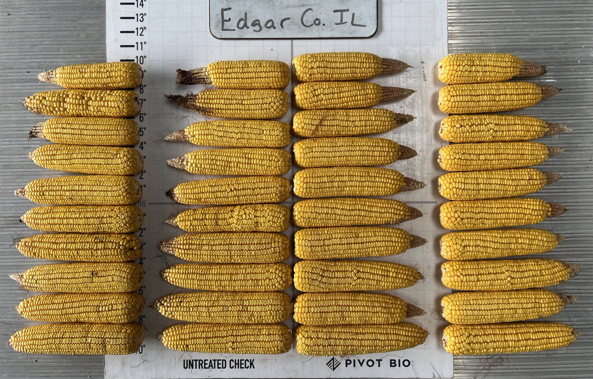 AllenP08's tweet photo. The early consistency @pivotbio provided is showing up in the ears.  My 10 consecutive ears averaged 20-40 more kernels/ear, a few grams heavier and plant pops were higher.  This late April and mid-May corn were both >40% moisture so there is still more grain fill potential. https://t.co/NBfmltAe5V