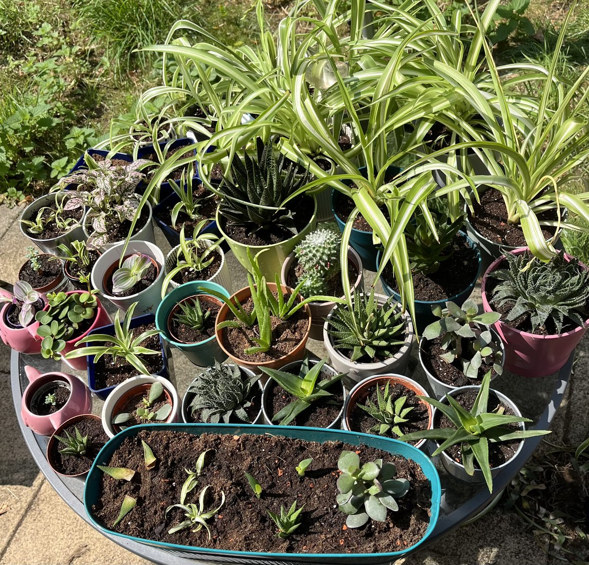 This has brought me much joy this morning. I’ve been repotting/dividing these beauties and I just had to see them all together 🪴