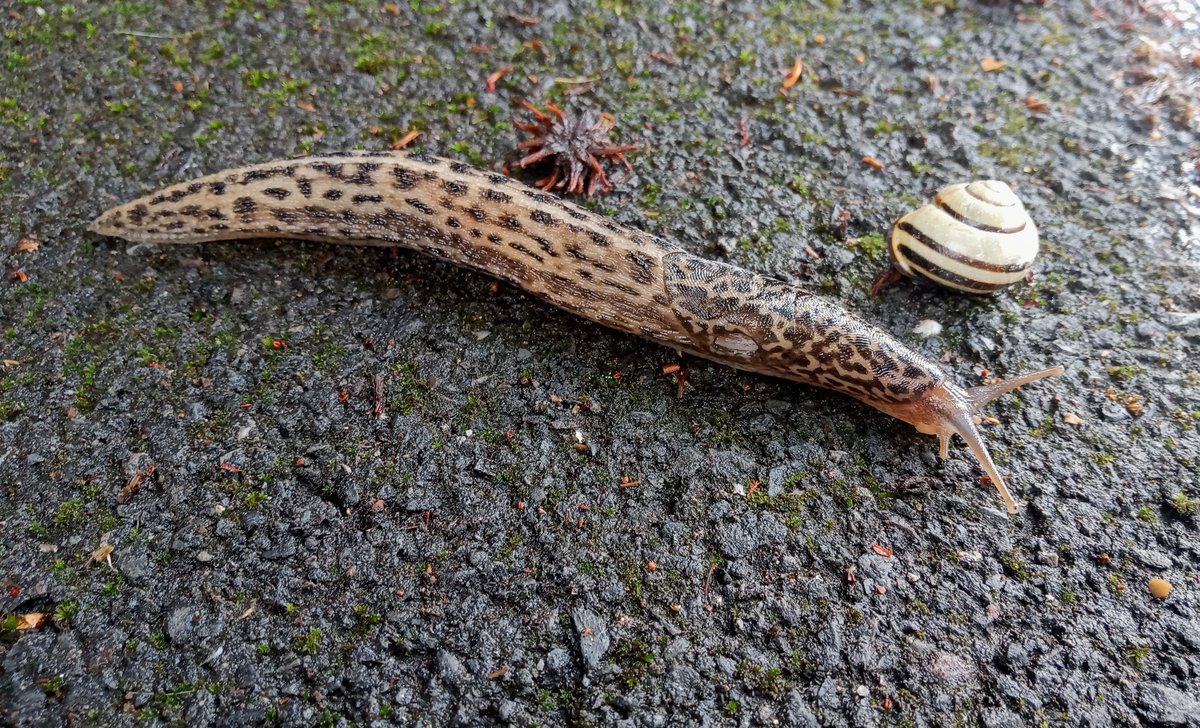 mathew frith (@frithinwood) on Twitter photo sveldt feline pelt, speckled freckled, slippery as surfaced submarine, radar'd up front with victory eyestalks a-quiver, my, s/he's a large one... <a href="/MalacSoc/">Malacological Society of London</a> <a href="/w/">Brian Jones</a> sveldt feline pelt, speckled freckled, slippery as surfaced submarine, radar'd up front with victory eyestalks a-quiver, my, s/he's a large one... <a href="/MalacSoc/">Malacological Society of London</a> <a href="/w/">Brian Jones</a>