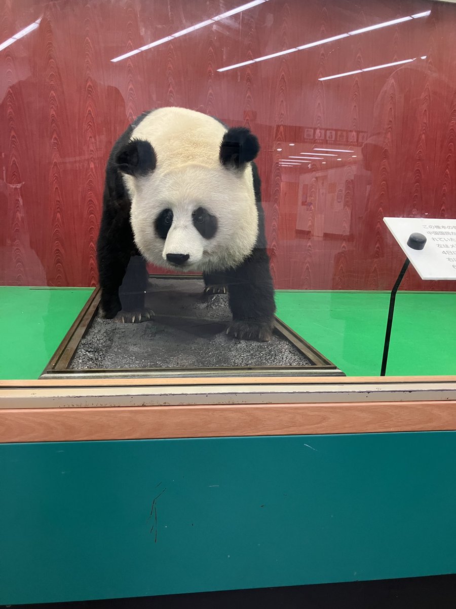 2024年8月17日 #多摩動物公園 蘭蘭(ランラン)は一緒に来た康康