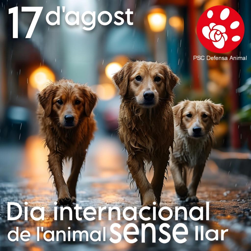 17 de agosto Día Internacional del Animal sin Hogar
En 2023 170.712 perros y 115.970 gatos fueron abandonados en España. 
Este día nos sirve para reflexionar sobre estas terribles cifras y recordar el arduo trabajo que tenemos aún por hacer revertirlas.
#NingunAnimalSinHogar