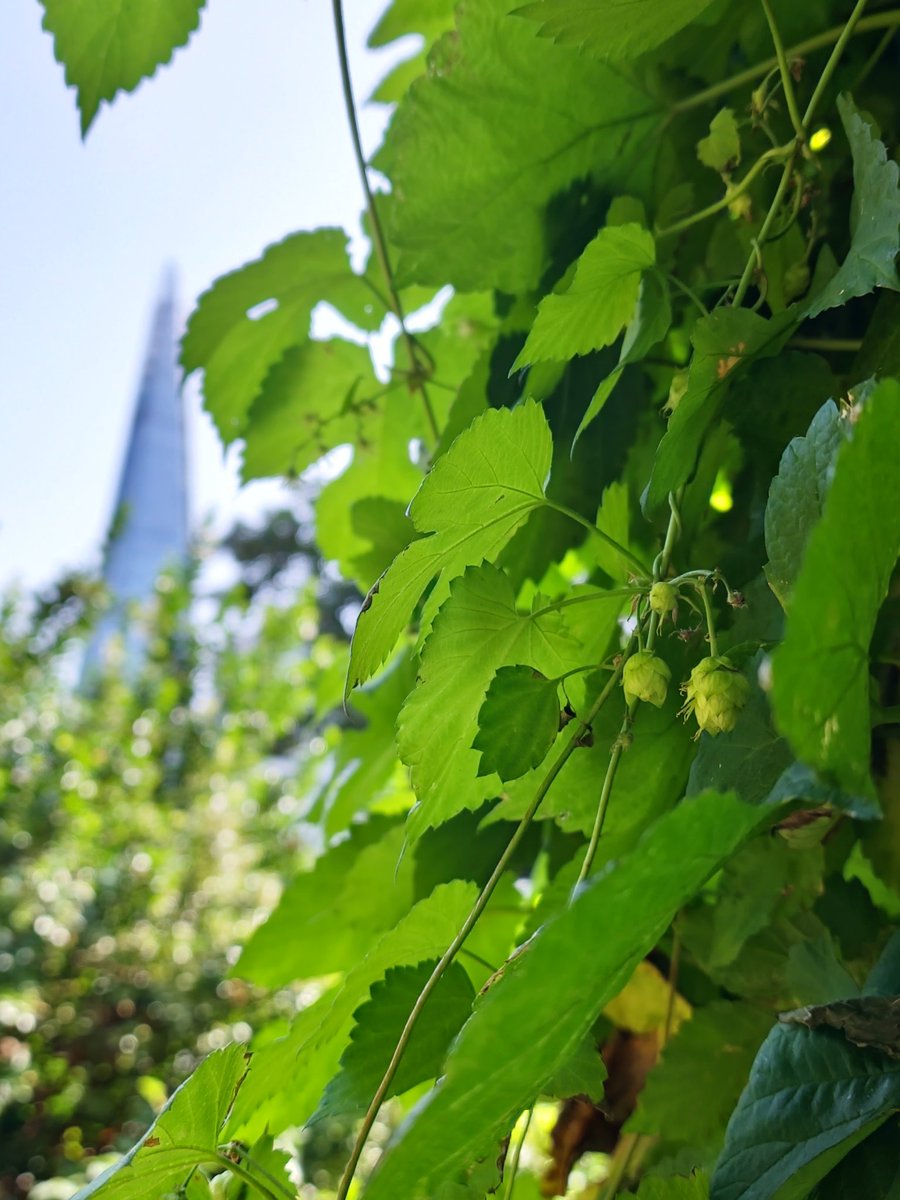 Spotted wild hops growing very near the pub!

Speaking of, all our mainline <a href="/Harveys1790/">Harvey's Brewery</a> beer contain English varietals of whole hops from H Hoad &amp; Sons a local Sussex supplier.