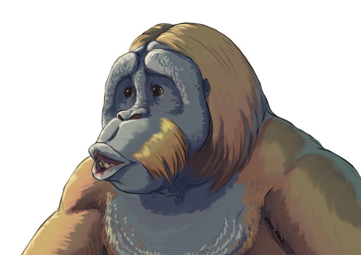 #paleonusantara day 17

Meganthropus paleojavanicus, is an extinct primate species from Pleistocene Java known for its large jaw. A study conducted in 2019 shows that M. paleojavanicus was not a giant hominin, but rather a non-hominin ape related to Lufengpithecus