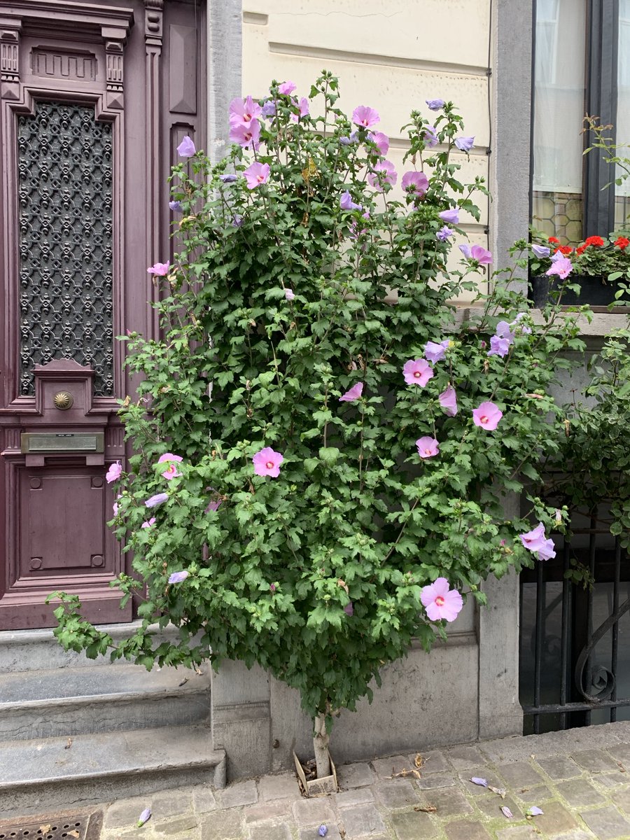 TreesParis's tweet photo. In the space of one cobblestone. Streets of Ixelles, Brussels: you take out one cobblestone or a pavement stone and you plant a flowering shrub. Passionflower, hibiscus, roses. One cobblestone, one. How these plants get sufficient water and nutrients is a mystery, but it works https://t.co/WwOtkzIAYd