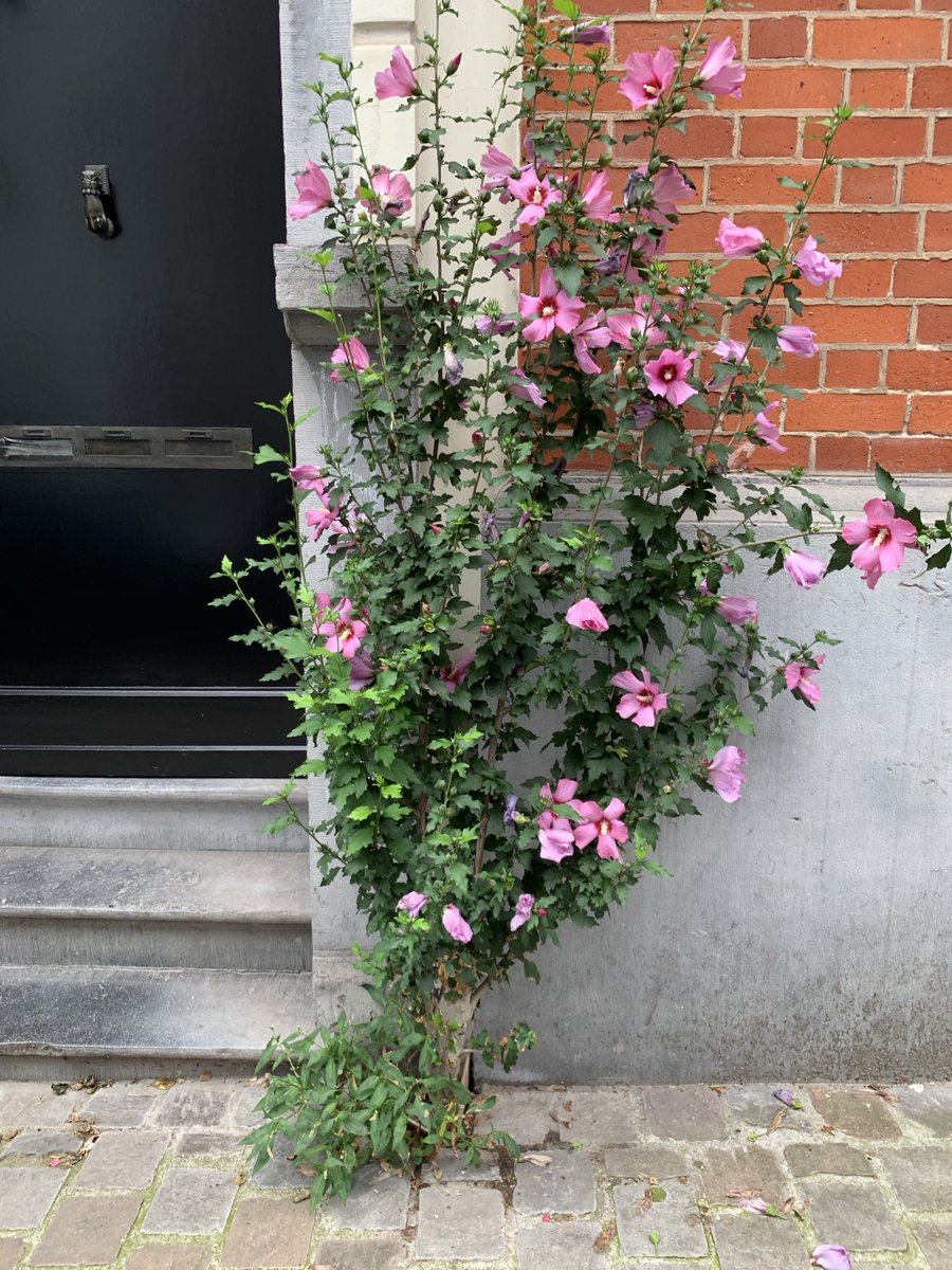TreesParis's tweet photo. In the space of one cobblestone. Streets of Ixelles, Brussels: you take out one cobblestone or a pavement stone and you plant a flowering shrub. Passionflower, hibiscus, roses. One cobblestone, one. How these plants get sufficient water and nutrients is a mystery, but it works https://t.co/WwOtkzIAYd