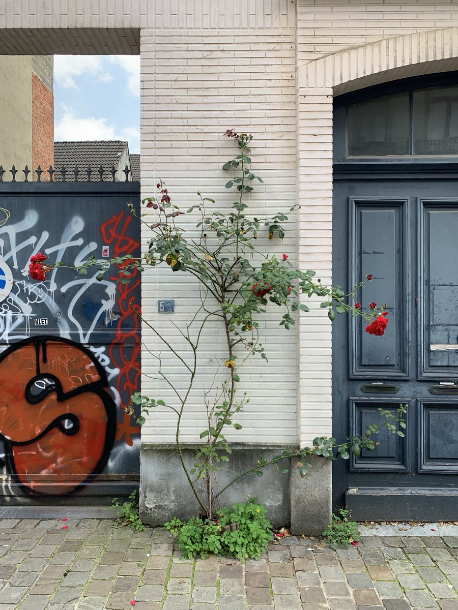 TreesParis's tweet photo. In the space of one cobblestone. Streets of Ixelles, Brussels: you take out one cobblestone or a pavement stone and you plant a flowering shrub. Passionflower, hibiscus, roses. One cobblestone, one. How these plants get sufficient water and nutrients is a mystery, but it works https://t.co/WwOtkzIAYd