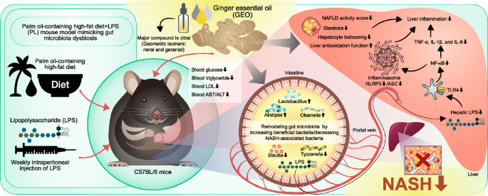 Ginger essential oil prevents NASH progression by blocking the NLRP3 inflammasome and remodeling the gut microbiota-LPS-TLR4 pathway in mice dlvr.it/TC24d2