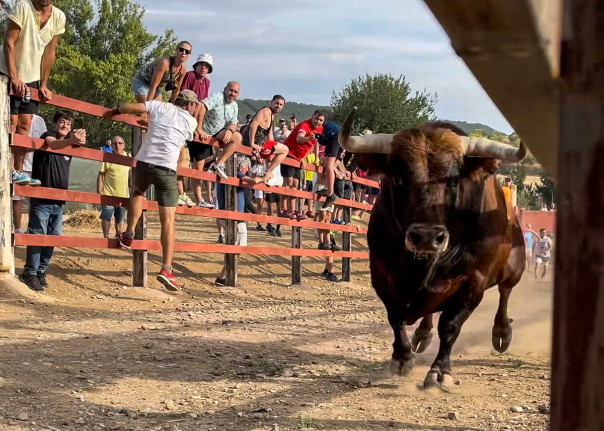 NuevaAlcarria's tweet photo. Pequeños pueblos con menos de 100 vecinos traen ‘grandes toros’ https://t.co/99KB3wyjoG #Guadalajara @tauromanagement @CdEncierros  @toros @TorosDeTijuana @Sialostoros @CITAR_Escuela @toropasion @ToroAlcarria https://t.co/D0SF3avoff