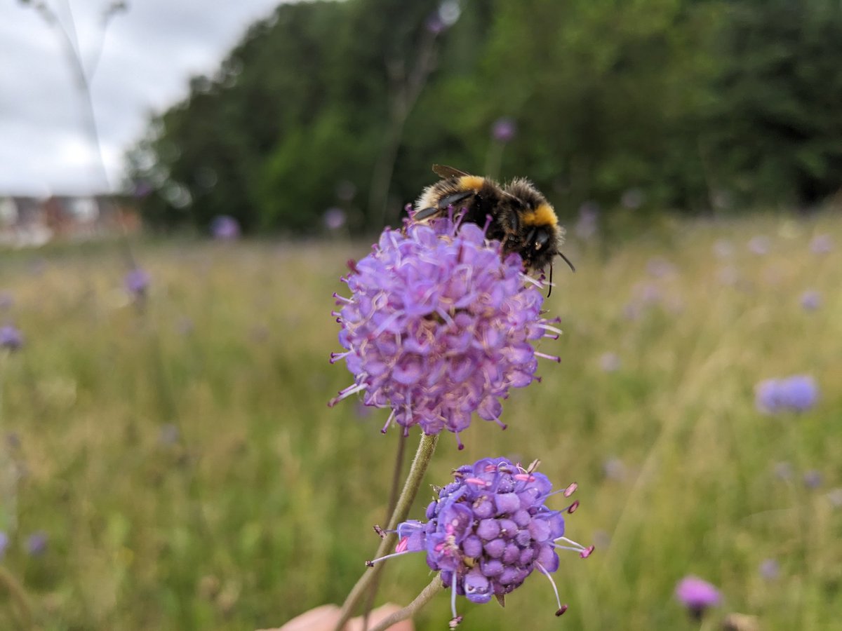 Seed collection Field scabious 11.00am Sunday 18th August.
We will be collecting Field scabious seed at Woolfall Heath, in Huyton a glorious meadow we created many years ago. Probably the best created in UK. Come and collect  some seed for new sowings. Tulip Drive entrance.