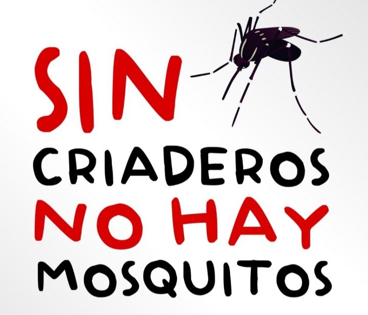 NegdaPupo64348's tweet photo. El mosquito pica durante el día, en espacios interiores como en exteriores. Durante las 2 primeras horas del día y antes del atardecer. Son potenciales transmisores de la Enfermedad del Dengue.
#Banes 
#HolguínSí 
#CubaPorLaSalud https://t.co/HGTgSEYUF4