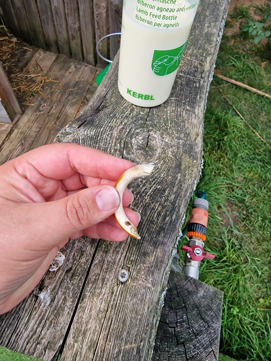 ... šo, manuprāt, bebra zobu 👀 (?) atradu aplokā pie stirnu barotavas. Visticamāk putni atnesa. Šī ir viena no putnu atnestajām 'dāvanām'. Ļoti interesanti...