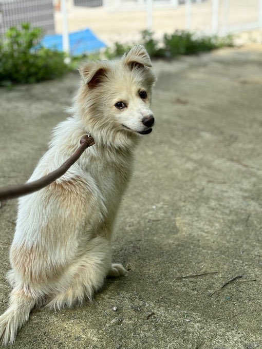 [후원 요청] 캐나다 입양을 준비하는 저희 보호소 쿠니가 임보 3개월이 다 되어가는데도 사람에게 마음 문을 열지 않고 있습니다. 이는 해외 입양에 결격 사유가 될 수 있어 훈련을 해보려합니다. (예상 비용 32만 원) 카뱅 7979-82-32218 강*심 (입금할 때 꼭 ‘쿠니’를 적어주세요.)
